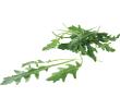 Vers&zo Rucola fijn gewassen, zakje 125 gr