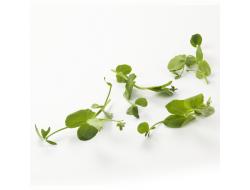Salad pea 100 gr per bakje, kist 4 bakjes