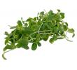 Daphne's moestuin Zonnebloem cress, stuk 50 gr