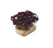 Koppert Cress Shiso purple topseal verpakking, doosje 1 stuk