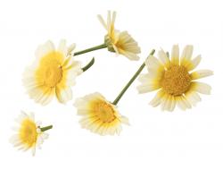 Eetbare bloem chrysia, bakje 20 stuks