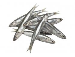 Ansjovis 20-40 gr per stuk, bak 1 kg