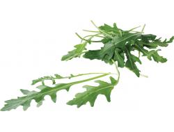 Rucola gewassen, zak 250 gr