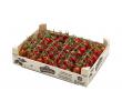 RedStar Mini pruimtrostomaten romantic, kist 3 kg