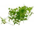 Daphne's moestuin Koriander cress, stuk 25 gr