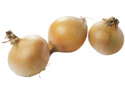 Uien geel los biologisch, kist 10 kg