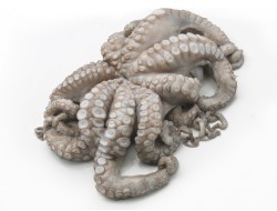 Verse octopus, stuk 1 kg