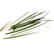 Vers&zo Wilde knoflook, zak 20 gr